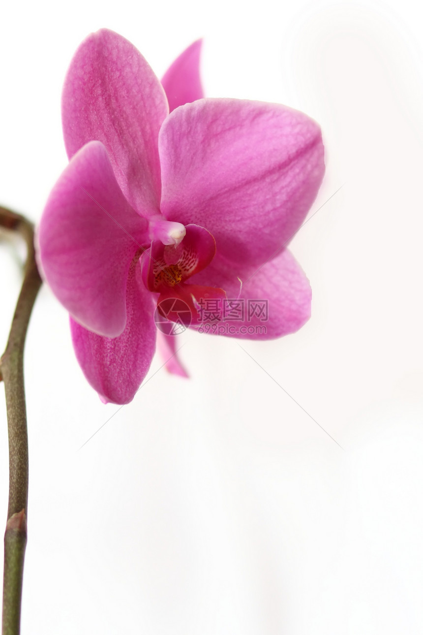 粉红兰花花花束粉色紫色温泉季节异国宏观兰花精神爱好图片