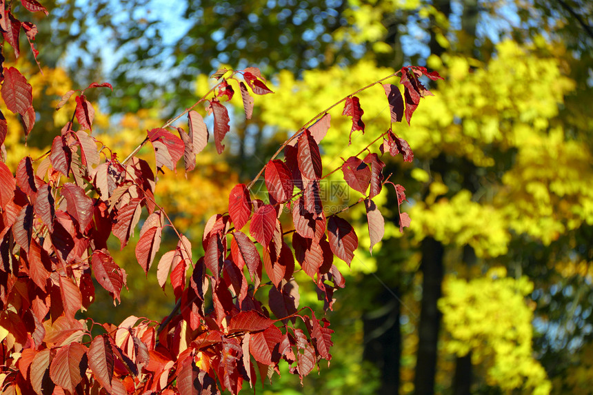 秋季颜色红色风景黄色衬套叶子森林水平季节金子绿色图片