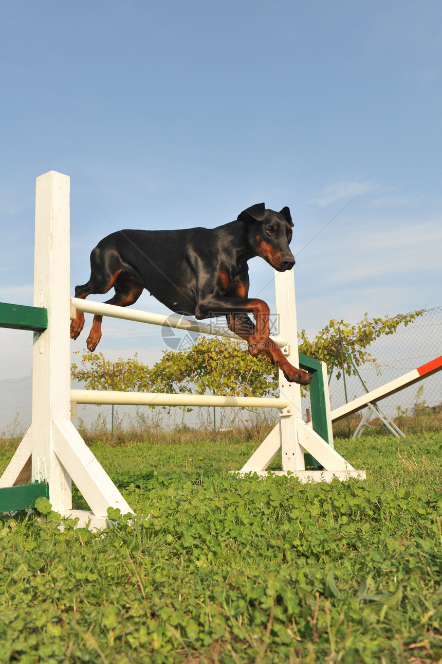敏捷的多伯曼人犬类天空跳跃训练运动黑色竞赛动物宠物蓝色图片