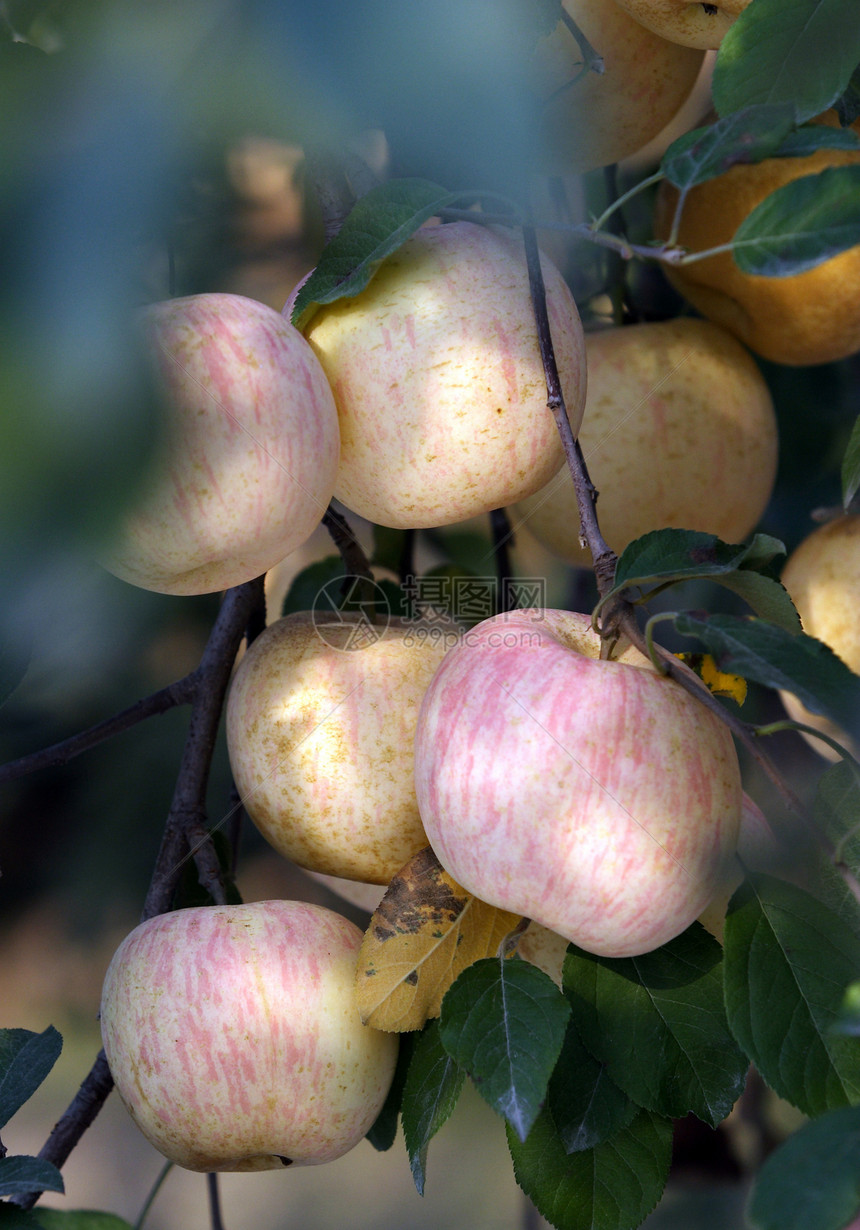 食物 食物 水果 苹果果园植物苹果树花园餐厅图片