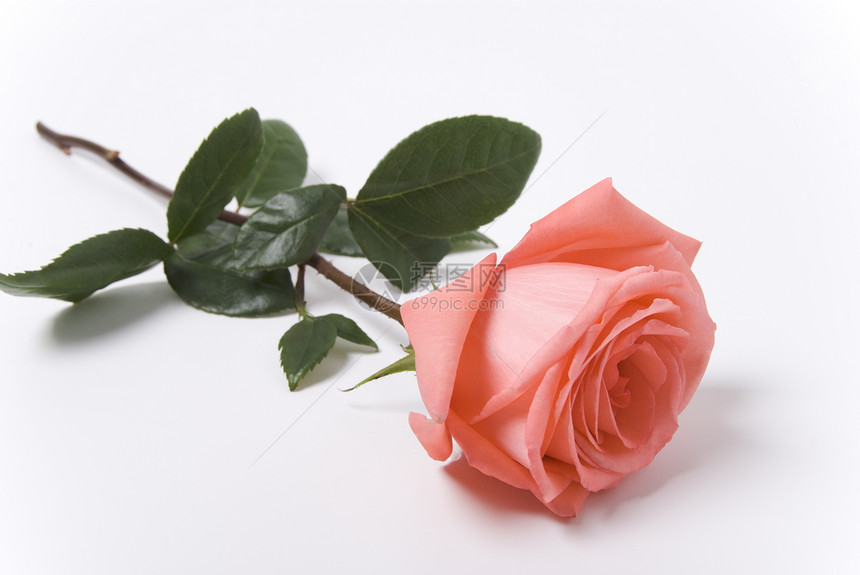玫瑰疗法粉色花束植物香气芳香花园图片