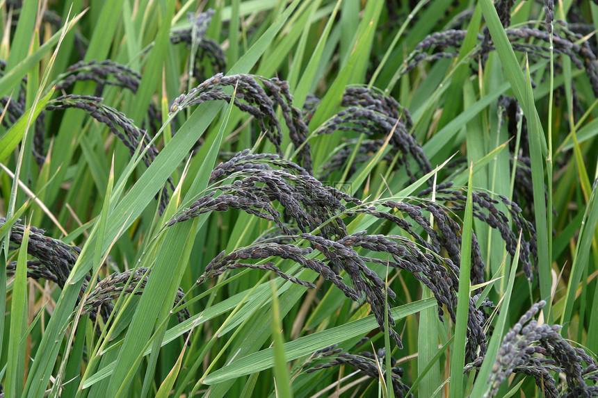 农业 稻米场地长势农作物季节绿色生产花朵食物稻田农场图片