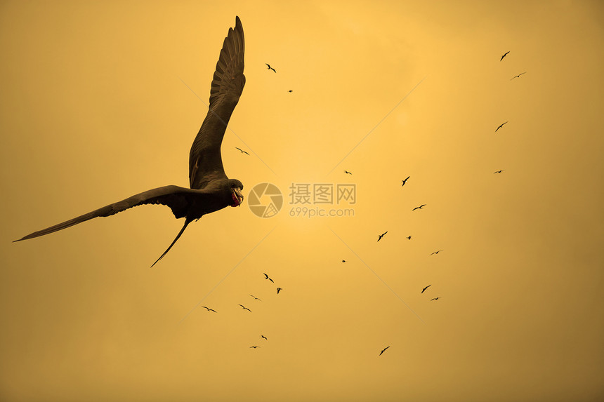 日落的鸟儿天空太阳光线翅膀公园红色野生动物飞行太阳生态国家图片