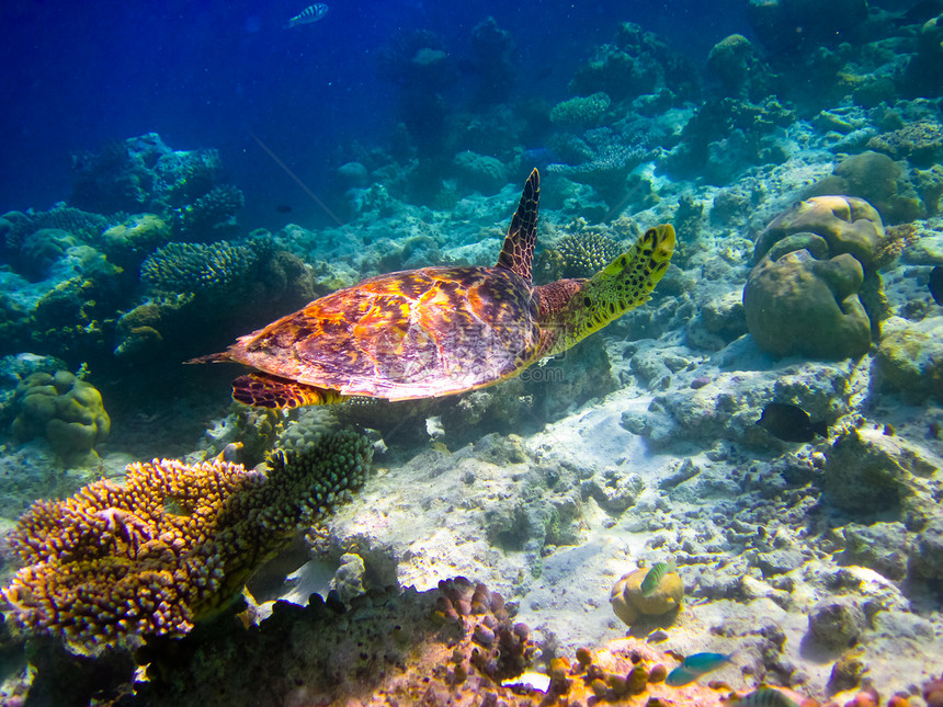 乌龟像飞翔一样游泳旅行蓝色潜水濒危爬虫气候生活荒野玳瑁热带图片