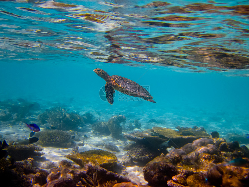 乌龟像飞翔一样游泳旅行爬虫潜水玳瑁热带阳光生活野生动物气候濒危图片