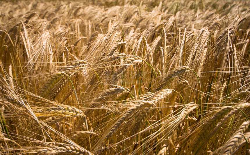 在农田种植的黄谷物可以收割了晴天生长种子食物植物农村粮食场地天空季节图片