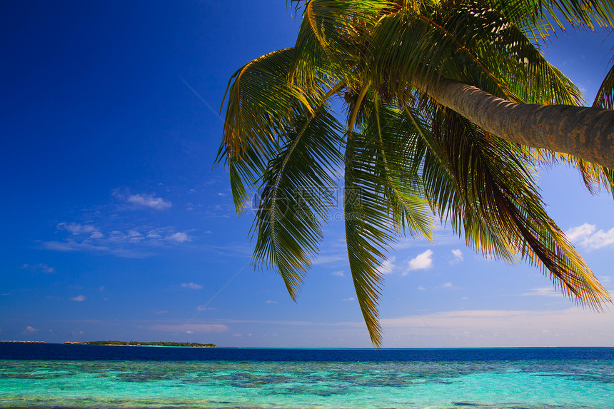 马尔代夫的热带天堂海洋蓝色游泳海岸线场景假期天空地平线美丽植物图片