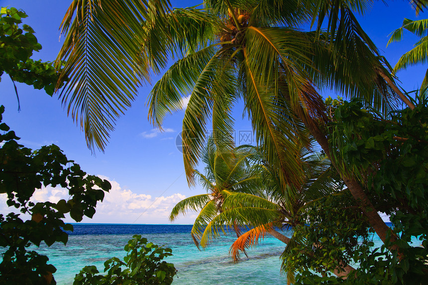 马尔代夫的热带天堂旅行海景棕榈海洋美丽阳光蓝色假期风景场景图片