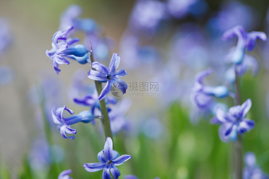 鲜花花瓣公园紫色蓝色环境宏观花园植物生活植物学图片