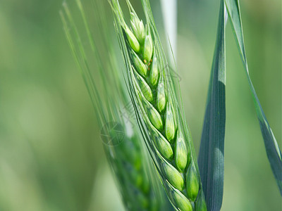 小麦的耳朵小麦生长粮食土地园艺耳朵国家生产场景环境农村背景