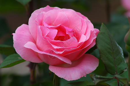 粉红玫瑰花浪漫花朵粉色花瓣宏观伙伴植物群花店花园朋友背景图片