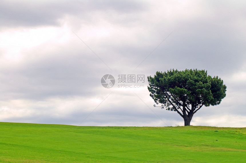 单独树草地力量爬坡孤独天气墙纸场地绿色小麦阳光照射图片