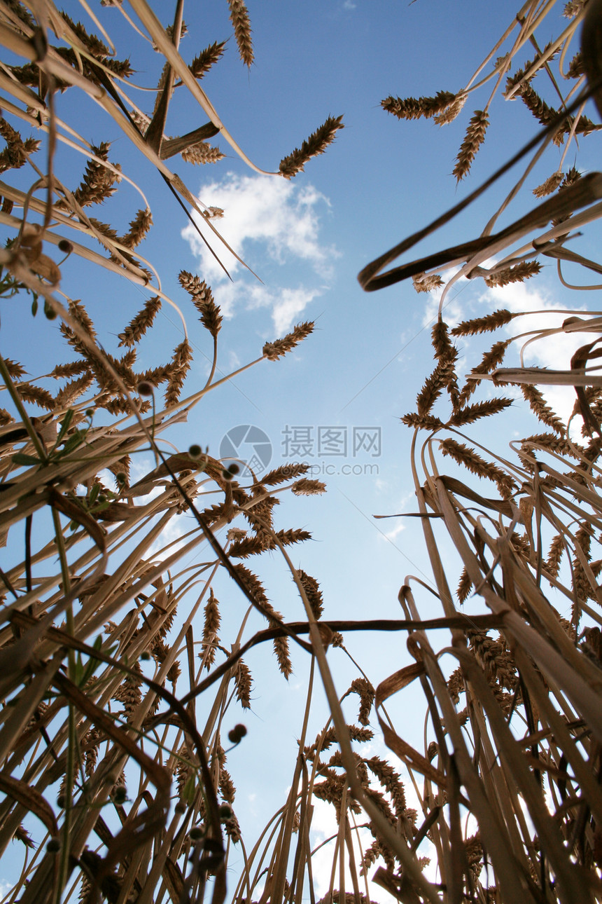 有太阳的麦子小麦面粉生长谷物蓝色麦田核心收获种子食物图片