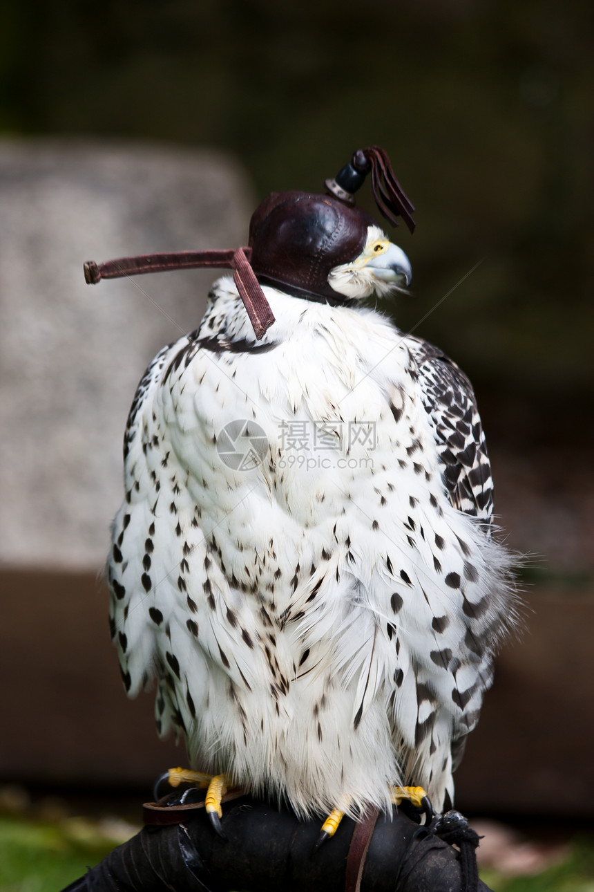 Gyr 猎鹰捕食者羽毛眼睛掠夺性鸟类猎物荒野宏观游隼猎人图片