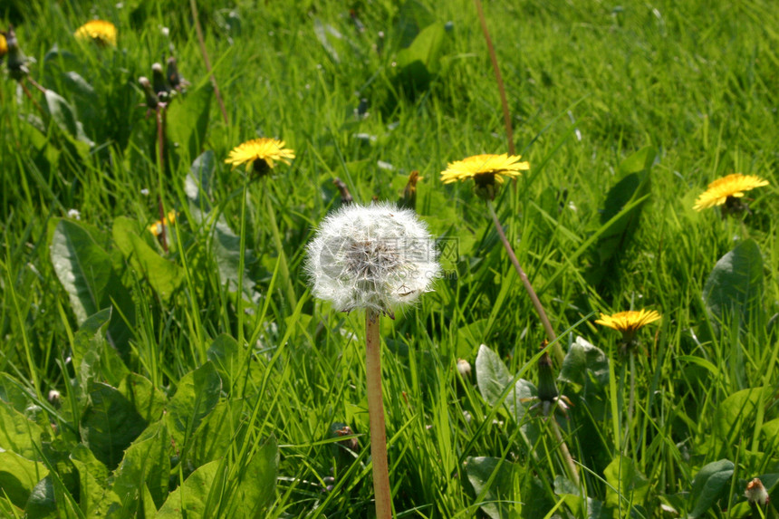 Puff 球种子场地黄色种子头花园绿色草地英语图片