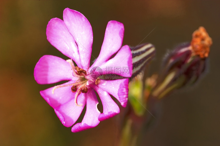 花 Silene 彩色雄蕊花色雌蕊花瓣植物硅烷荒野图片