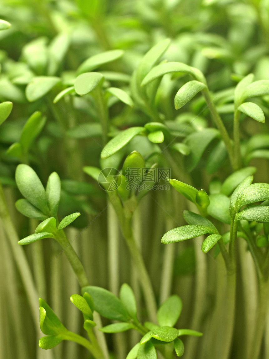 压缩食物矿物绿色沙拉厨房蔬菜烹饪图片