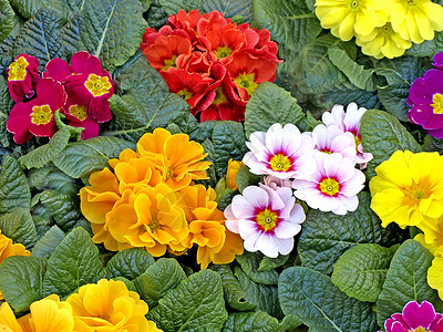 primrose 红粉色黄色白色蓝色红色背景图片