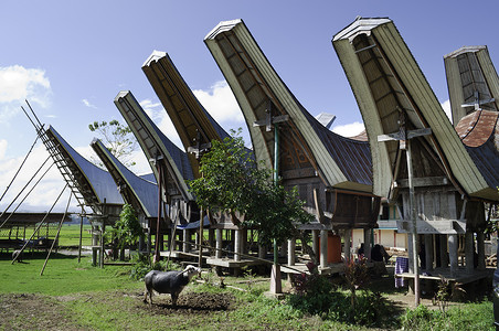Toraja农村家庭高清图片