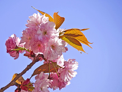 樱花之花粉色冥想生活文化水果季节性背景图片