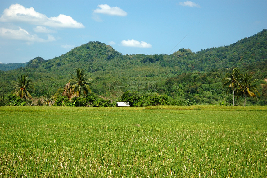 稻田灌溉丘陵场地热带窝棚植物森林农场山脉粮食图片
