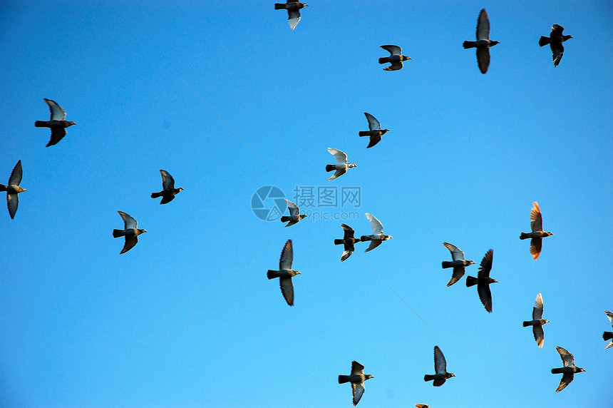 飞鹰鸽旅行火车蓝色灰色自由动物天空鸽子翅膀训练图片