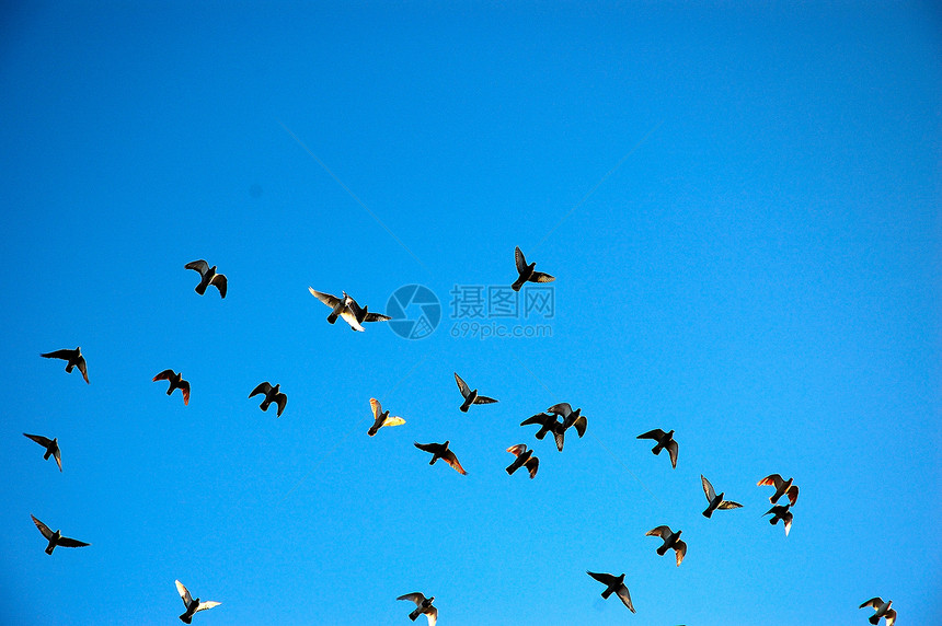 飞鹰鸽天空团体航班野生动物旅行自由翅膀训练火车鸽子图片