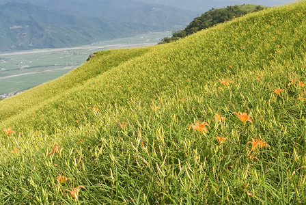 百合草美丽的老虎百合养殖场土地风景地平线叶子草原农田植物群生长草地农村背景