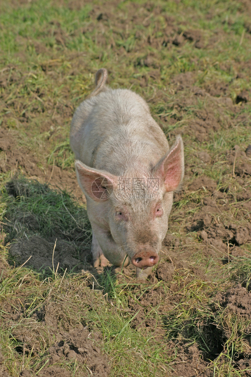 小猪仔蝇头垃圾鼻子猪肉糊糊粉色家畜吮吸草地农场图片