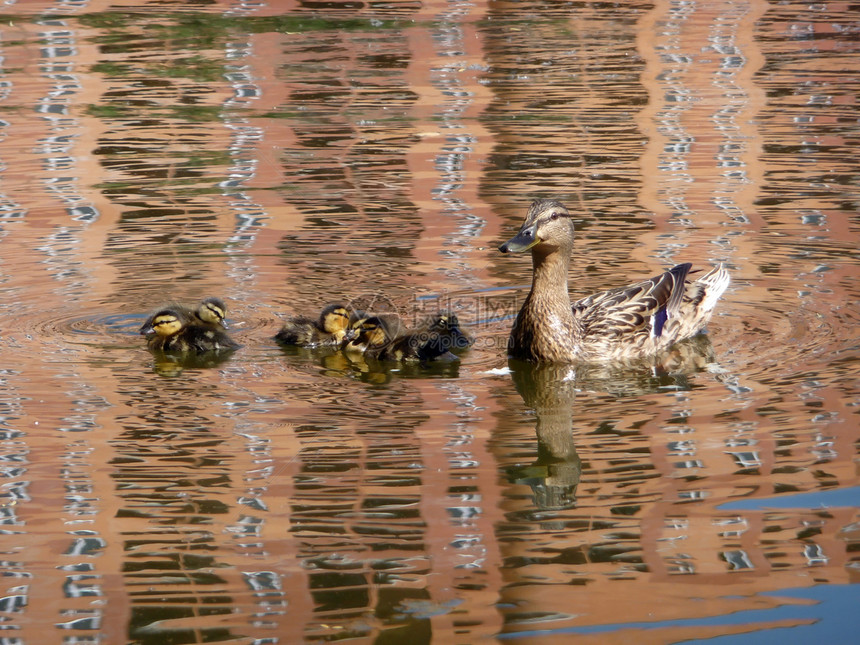 鸭子和鸭子一起躲藏动物园反射动物群池塘动物海浪黄色鸟类晴天家庭图片