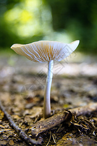 魔法树真菌生物生长蔬菜森林宏观土地腐烂苔藓植物殖民地背景