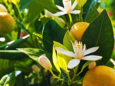 普通中达林水果白色健康高清图片