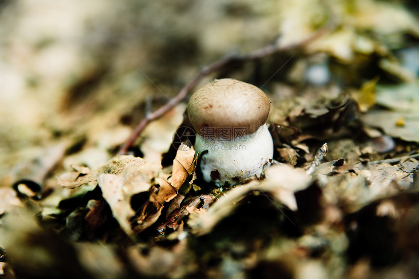 真菌生长模具植物蔬菜食物腐烂魔法殖民地土地叶子图片