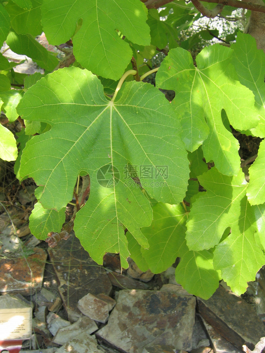 热带假期生长园艺植物气候绿色植物树叶植被静脉晴天亚热带图片