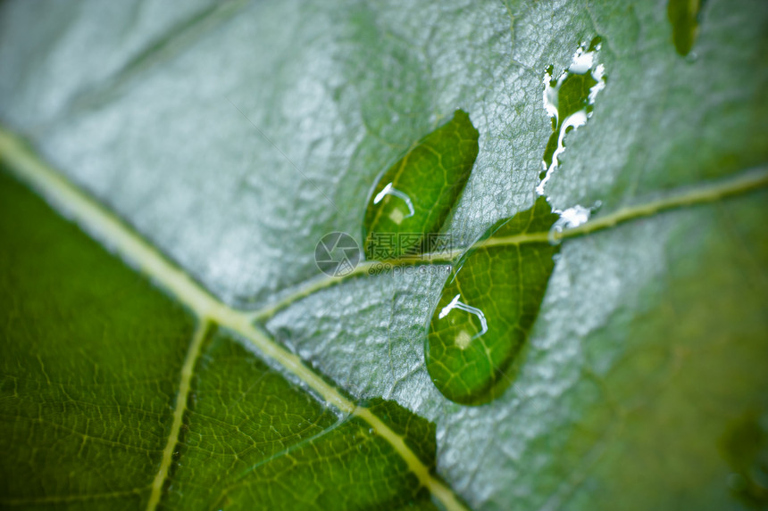 叶子水滴环境雨滴草地花园液体宏观生长绿色植物群图片