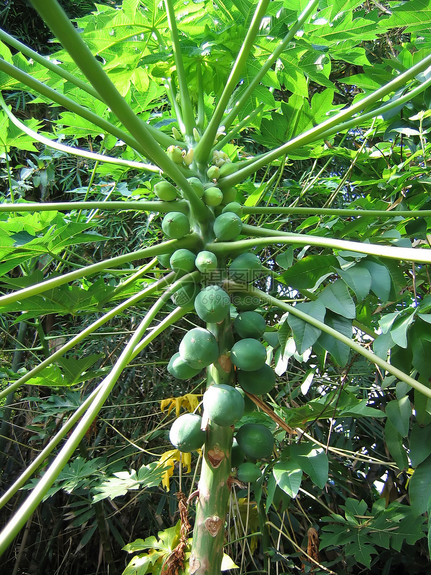 热带植物水果树叶晴天气候尺寸食物绿色静脉生长阳光图片