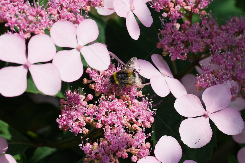 花朵上的小小蜜蜂图片
