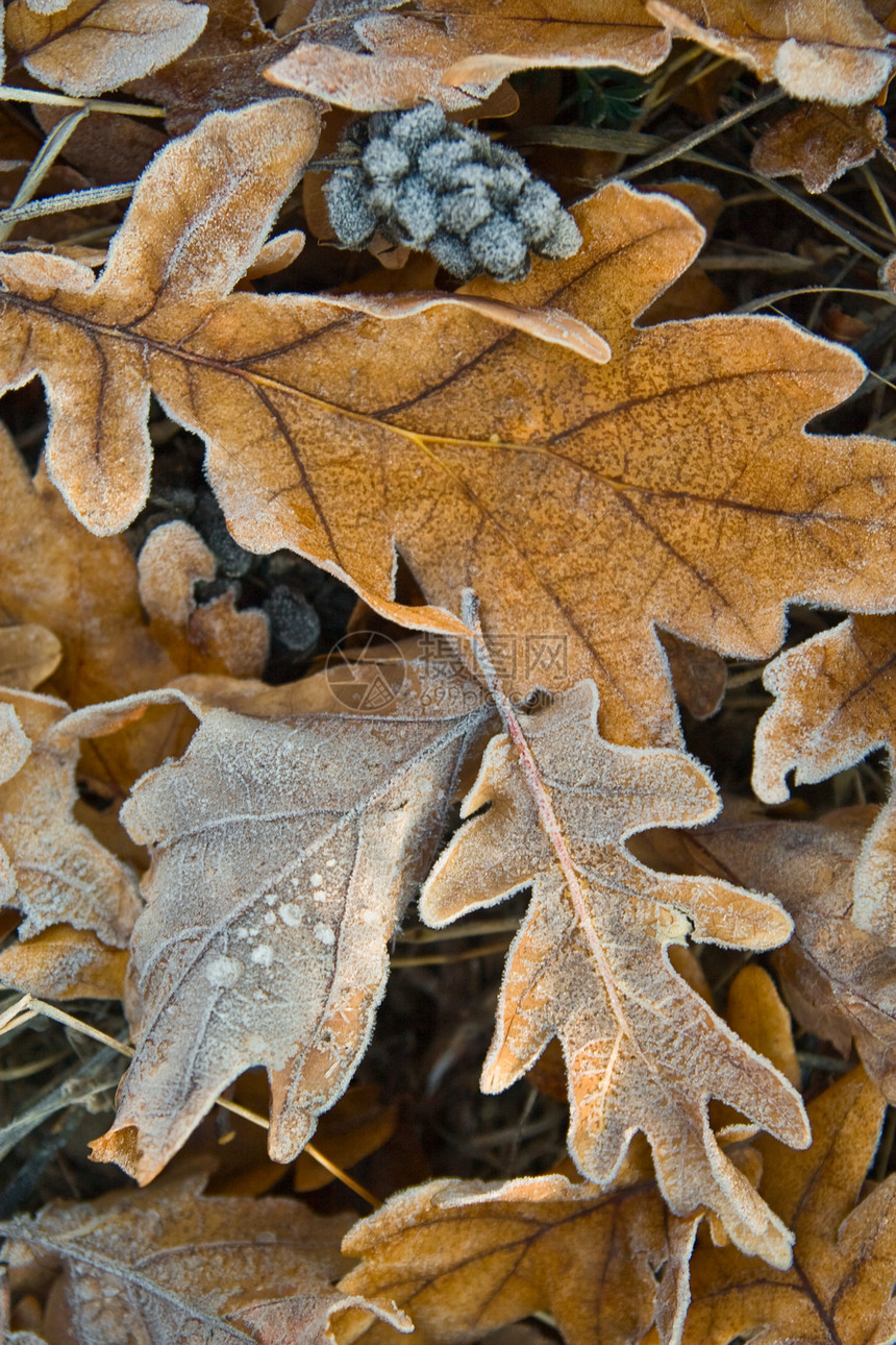 冻结的秋叶寒意植物群树叶森林雪花水晶植物天气宏观季节图片