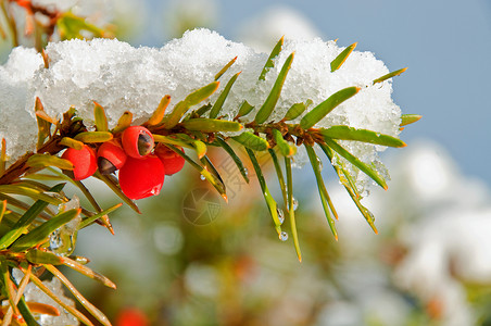 红浆果和雪背景图片