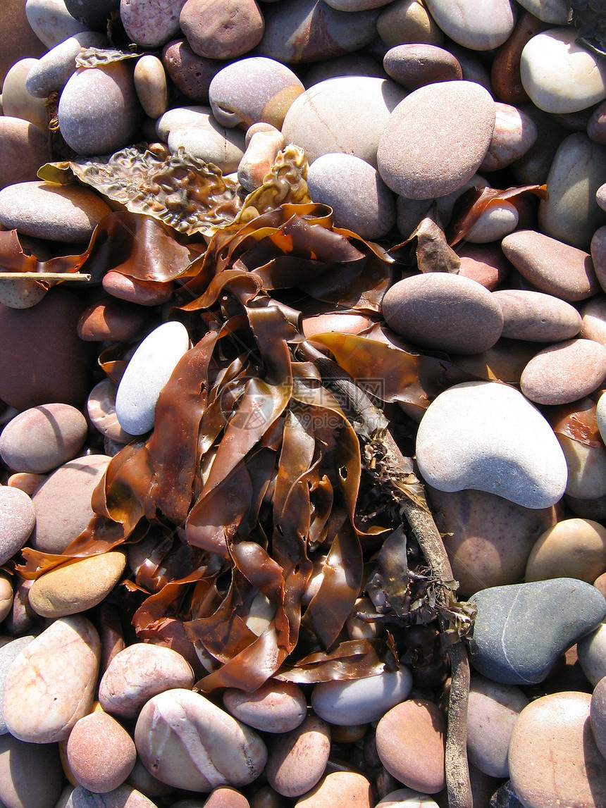 海藻石头灰色卵石海滩鹅卵石红色海藻图片