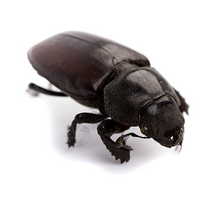 蟑螂行走黑色黑虫死亡漏洞野生动物动物害虫身体白色蟑螂疾病宏观背景