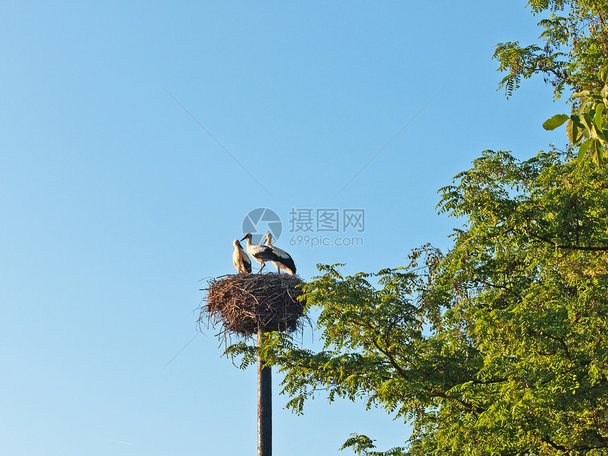 存储区候鸟生殖动物群保护移民野生动物动物配种图片