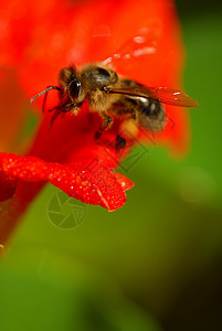 蜜蜂旱金莲眼睛昆虫花瓣绿色红色宏观背景图片
