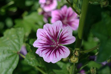 鲜花花朵紫色粉色背景图片