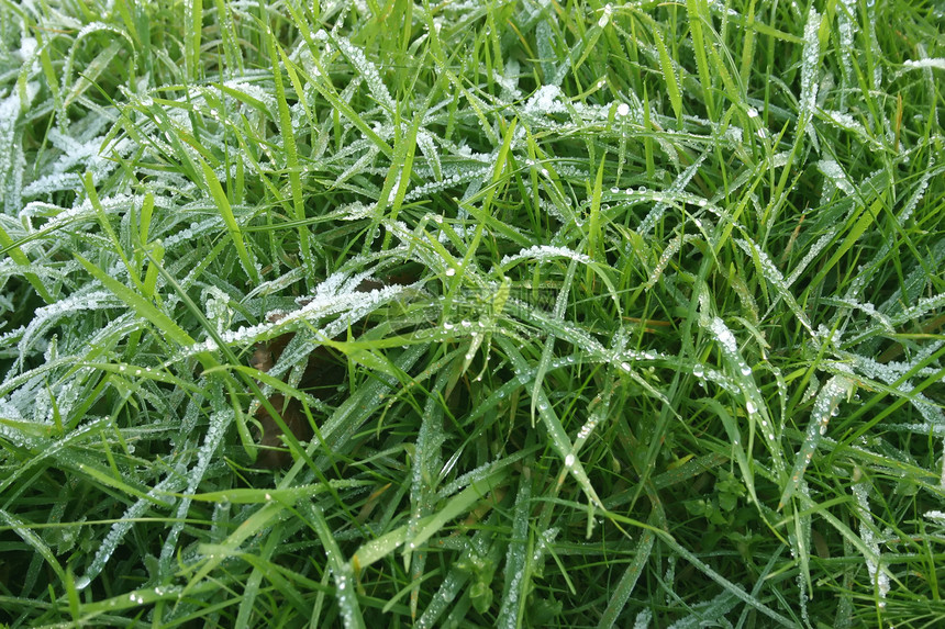 青霜草冷冻英语白色绿色草地温度场地冻结图片