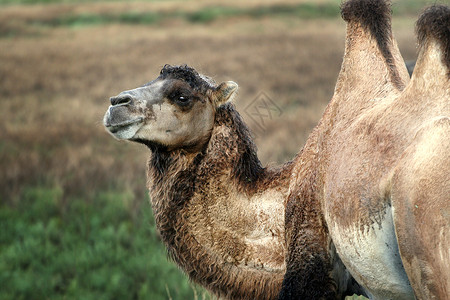 骆驼场地哺乳动物棕色草原动物绿色背景图片