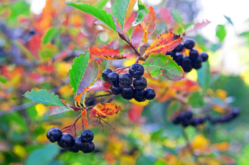 黑窒息莓分支机构浆果枝条果汁树叶场地生物衬套荒野森林图片