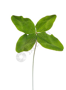 四叶三叶花绿色叶子白色植物宏观背景图片