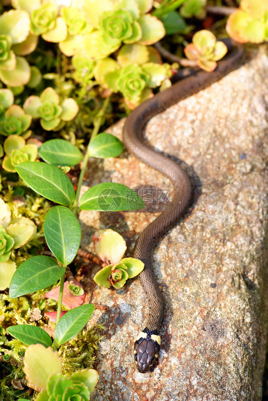 草蛇野生动物植被石头动物植物群说谎叶子动物群绿色植物宏观图片