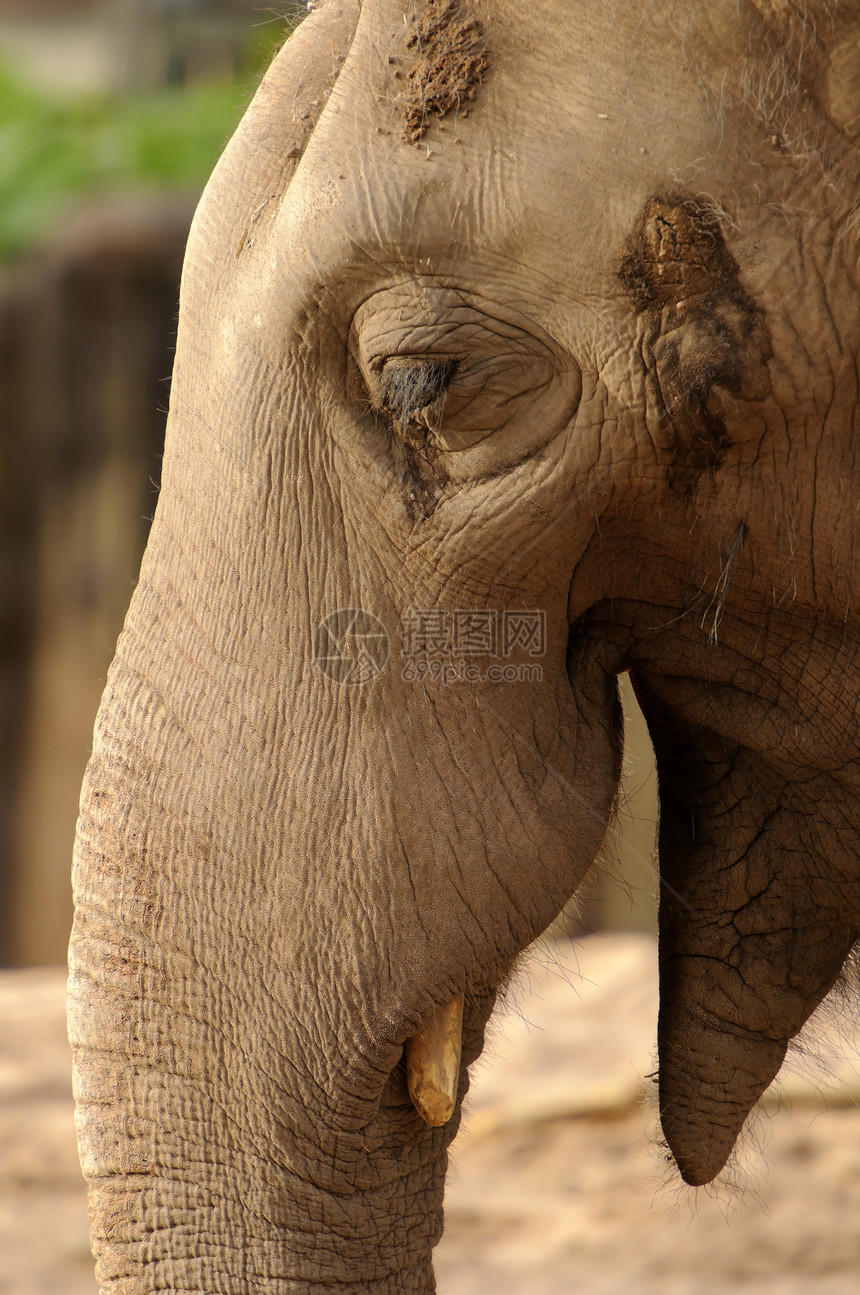 非洲大象树干棕色濒危哺乳动物野生动物动物图片